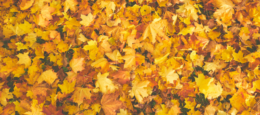 fall maple leaves canada
